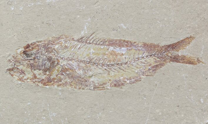 Cretaceous Fossil Fish (Nematonotus) & Brittle Star - Lebanon #48517